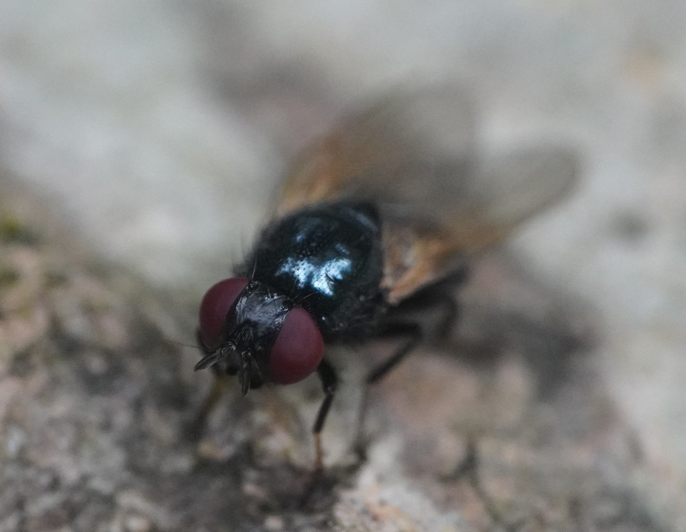 Lonchaea palposa (Lonchaea palposa)