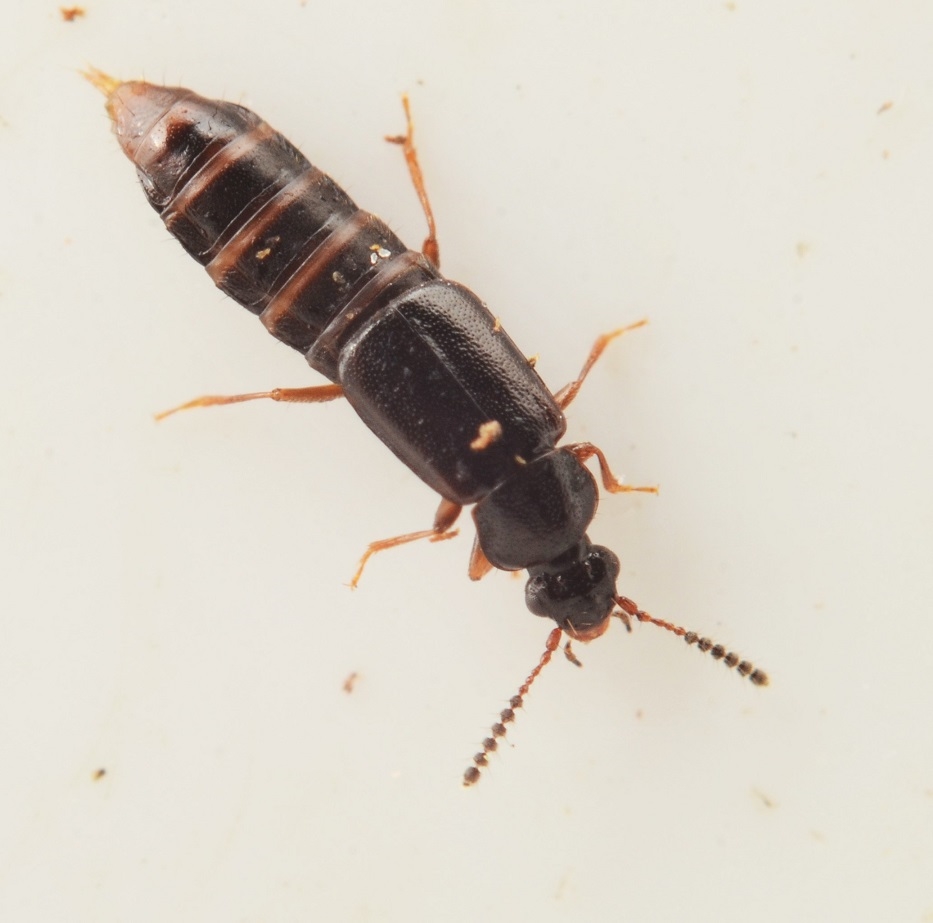 Xylostiba monilicornis (Xylostiba monilicornis)