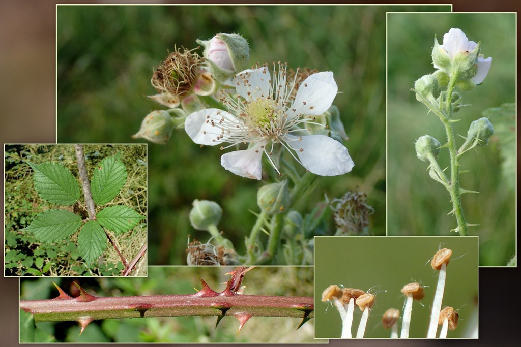 Langes Brombær (Rubus langei)