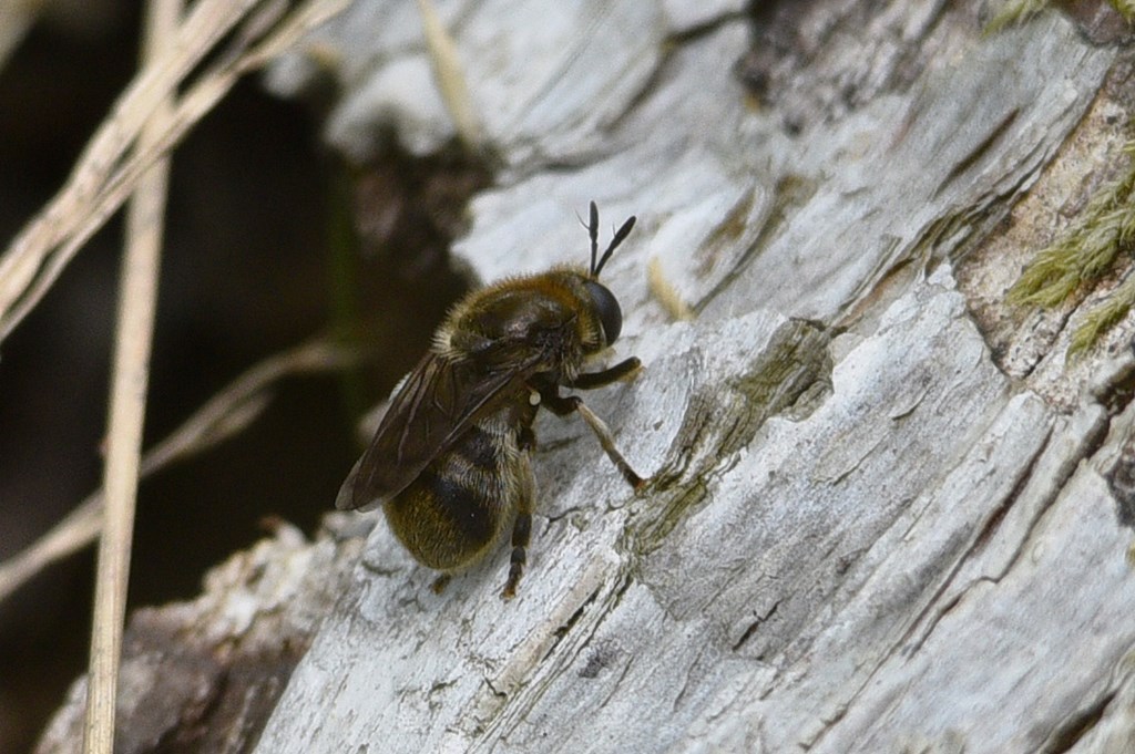 Mørk Myresvirreflue (Microdon analis)