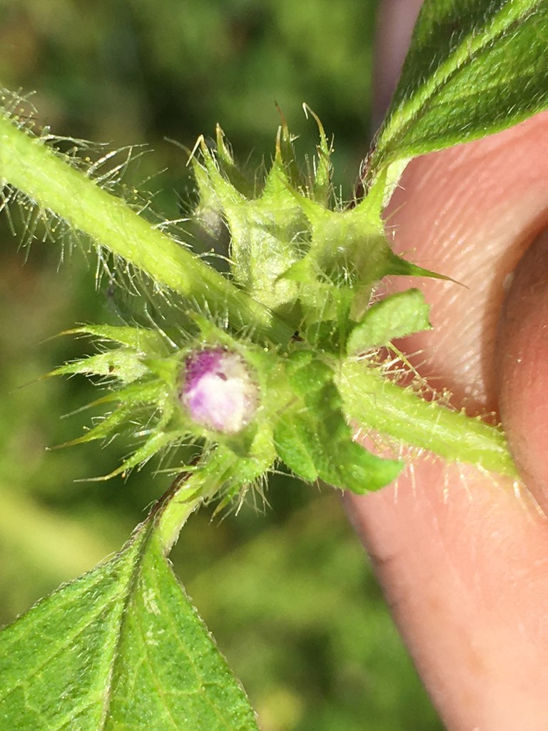 Hanekrogalmyg (Dasineura tetrahit)