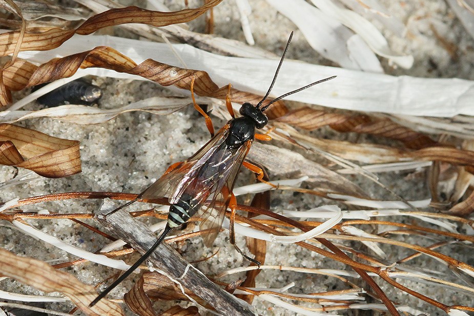 Acaenitus dubitator (Acaenitus dubitator)