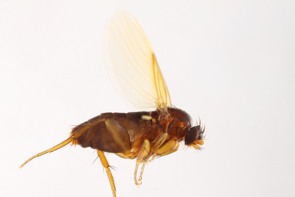 Spiniphora bergenstammi (Spiniphora bergenstammi)