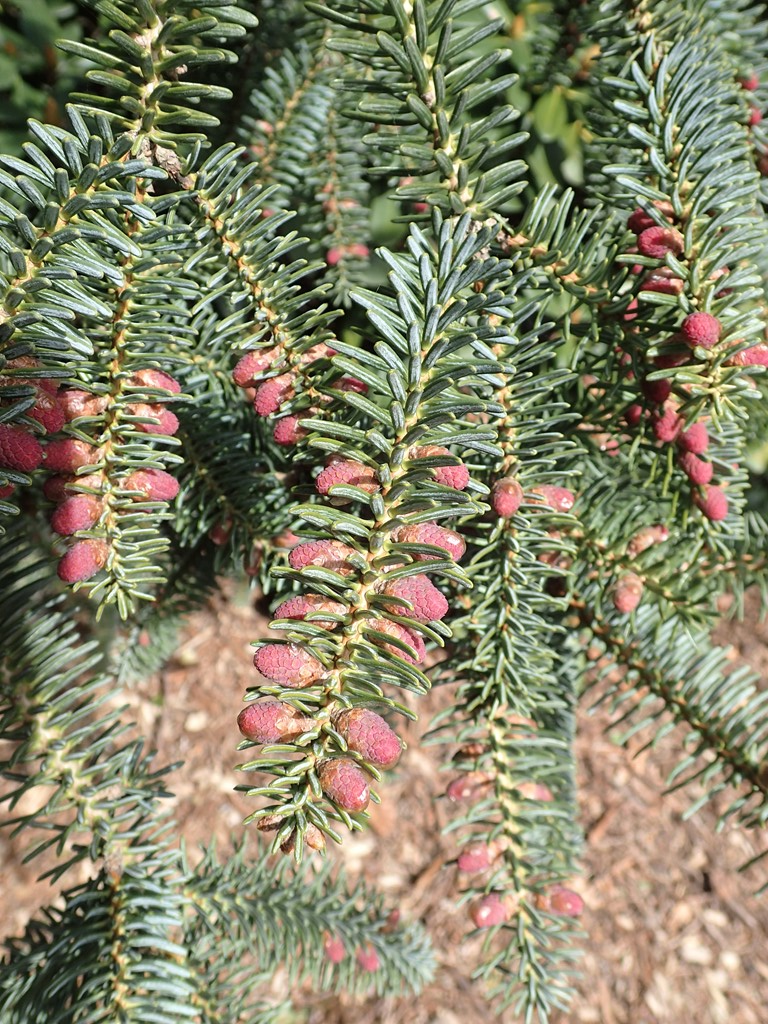 Spansk ædelgran (Abies pinsapo)
