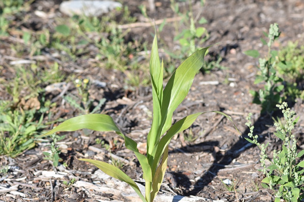 Majs (Zea mays)