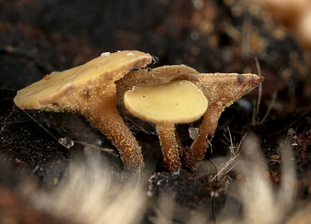 Kastanie-Knoldskive (Ciboria americana)