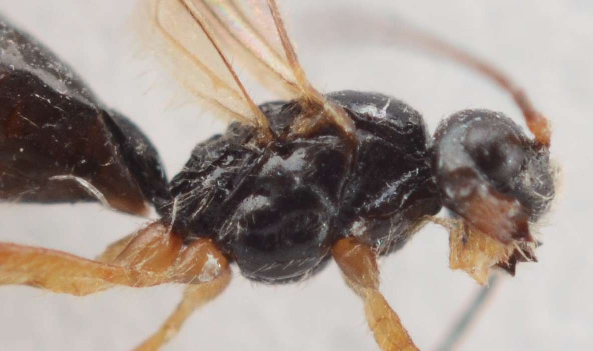 Phaenocarpa conspurcator (Phaenocarpa conspurcator)