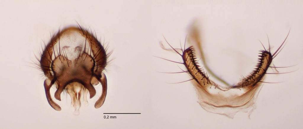 Botanophila dissecta (Botanophila dissecta)