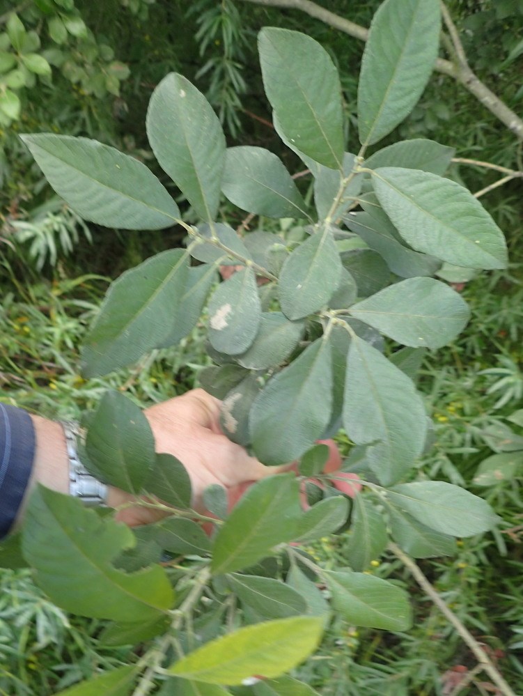 Øret x Grå-Pil (Salix aurita x cinerea ssp. cinerea) - Naturbasen