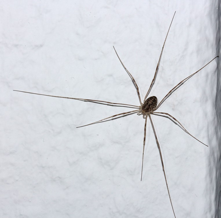 Plettet Vægmejer (Opilio parietinus)