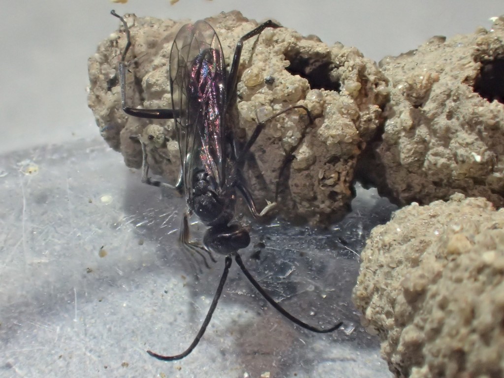 Auplopus carbonarius (Auplopus carbonarius)