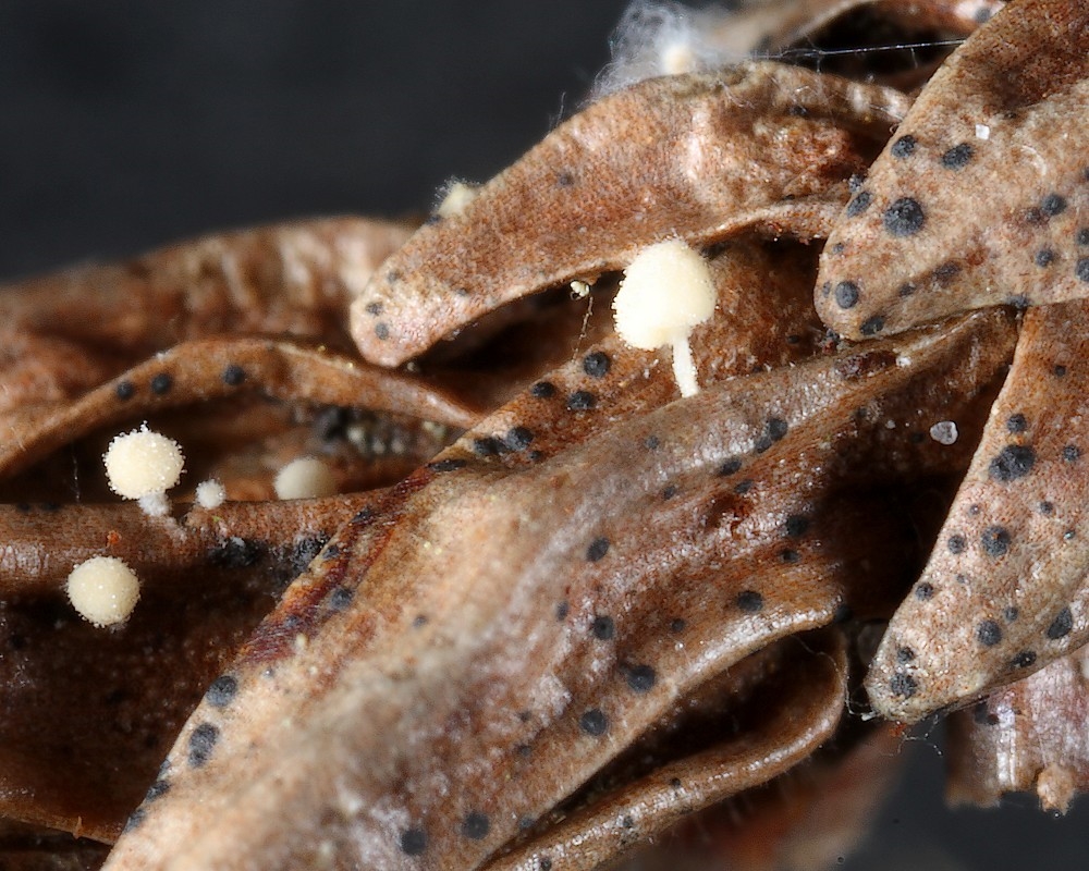 Tykplet-Svamp (Stomiopeltis cupressicola)