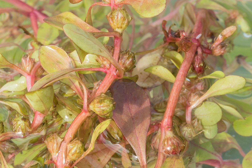 Vandportulak, submers (Lythrum portula f. submersa)