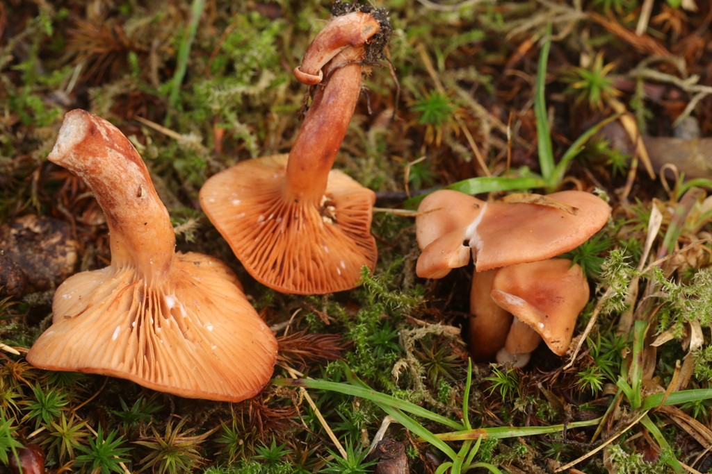 Pelargonie-Mælkehat (Lactarius decipiens)