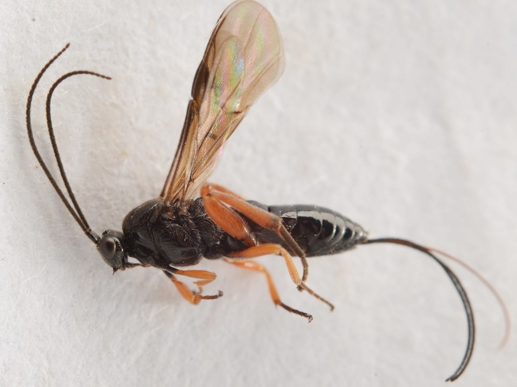 Therophilus tumidulus (Therophilus tumidulus)