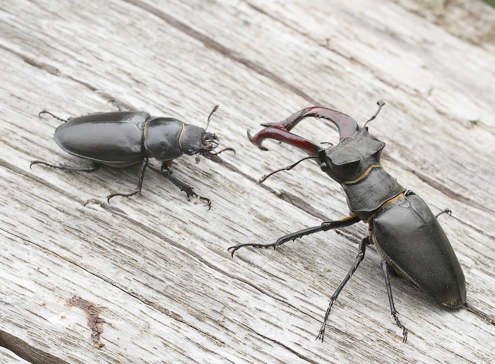 Eghjort (Lucanus cervus)