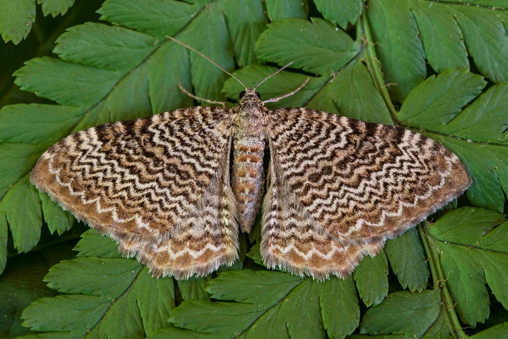 Bølget Måler (Hydria undulata)
