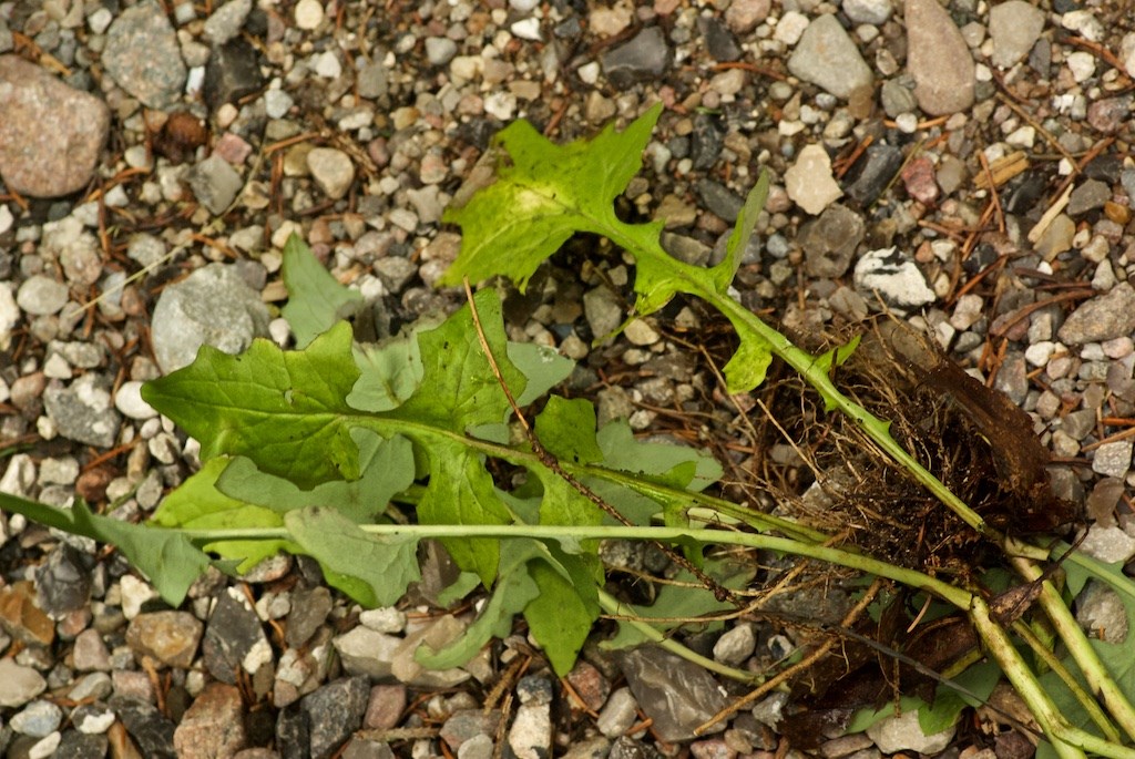 Skovsalat (Mycelis muralis)