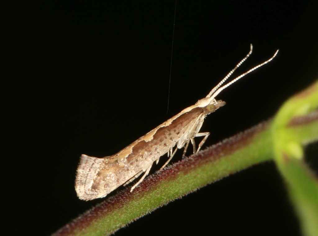 Kålmøl (Plutella xylostella)