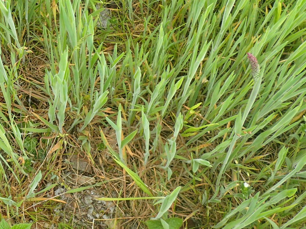 Fløjlsgræs x Krybende Hestegræs (Holcus Xhybridus)