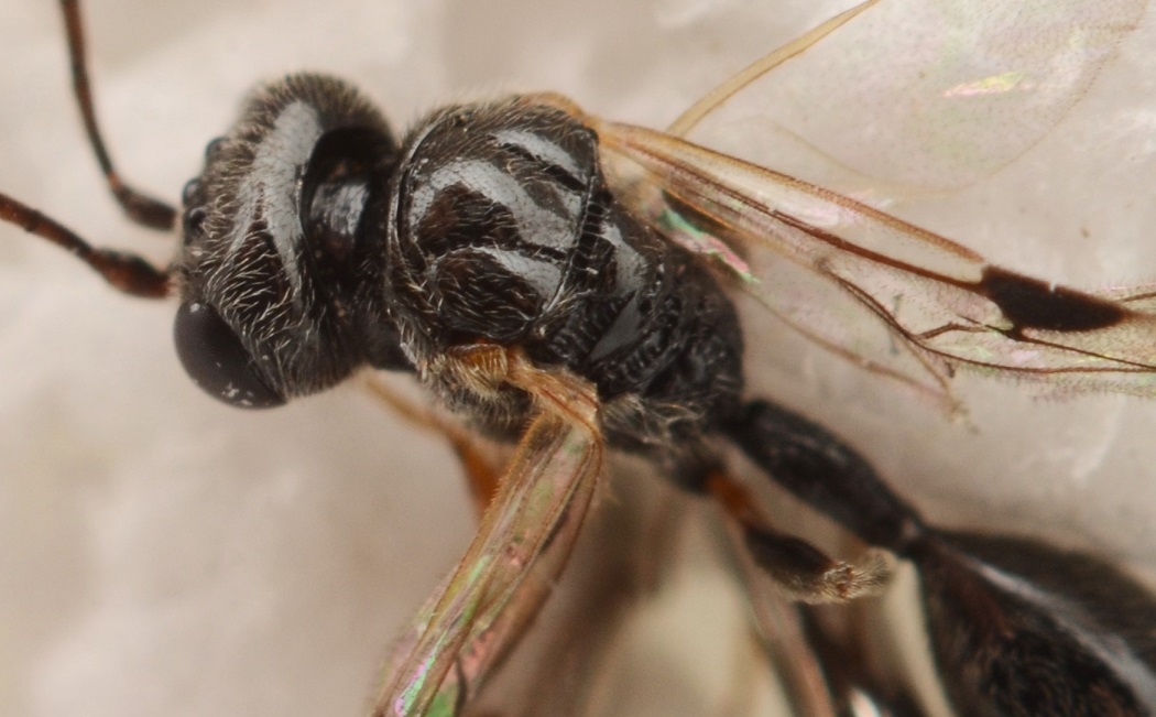 Helorus ruficornis (Helorus ruficornis)