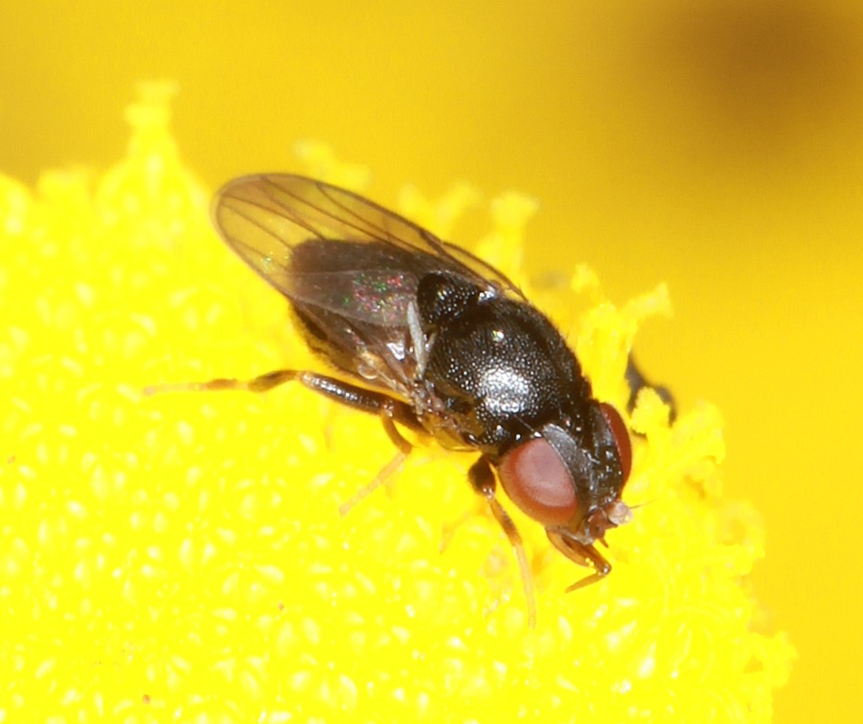 Siphonella oscinina (Siphonella oscinina)