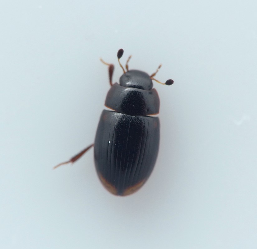 Cercyon depressus (Cercyon depressus)