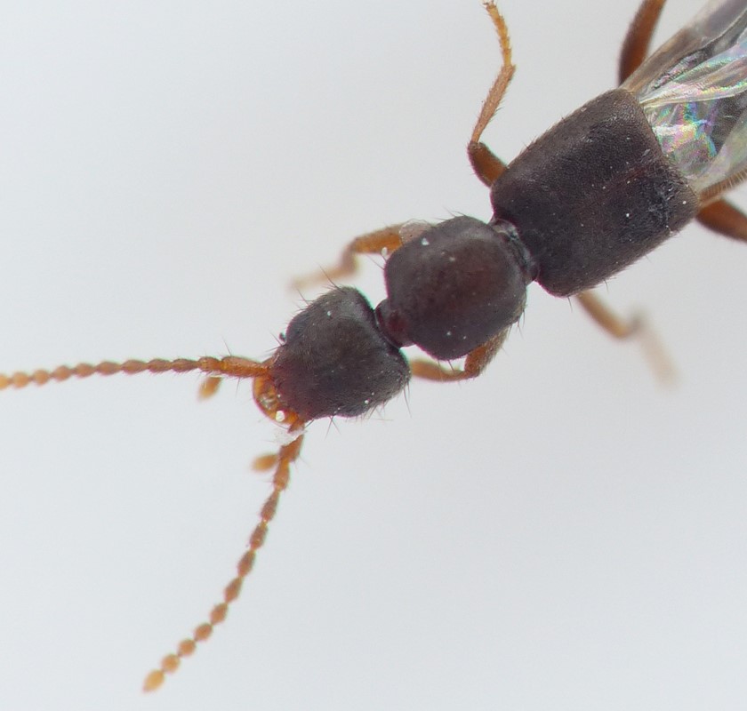 Pseudomedon obscurellus (Pseudomedon obscurellus)