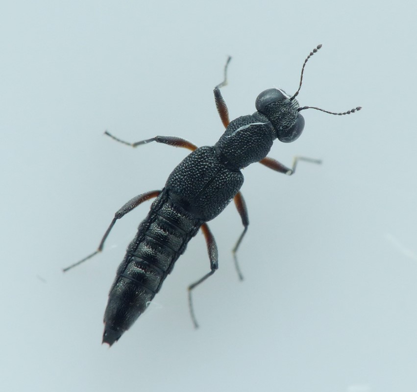 Stenus sylvester (Stenus sylvester)