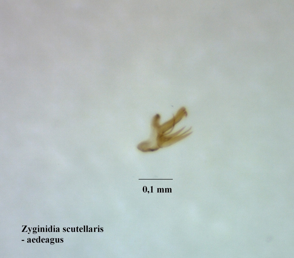 Zyginidia scutellaris (Zyginidia scutellaris)
