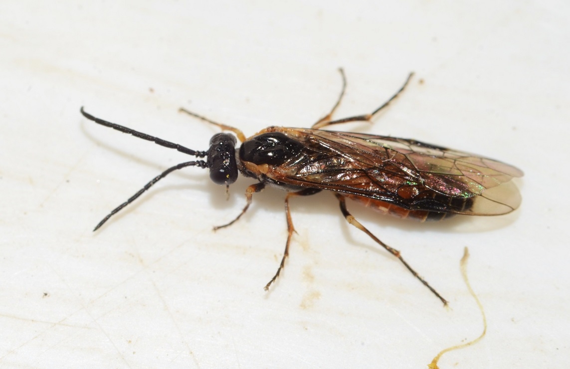 Strongylogaster mixta (Strongylogaster mixta)