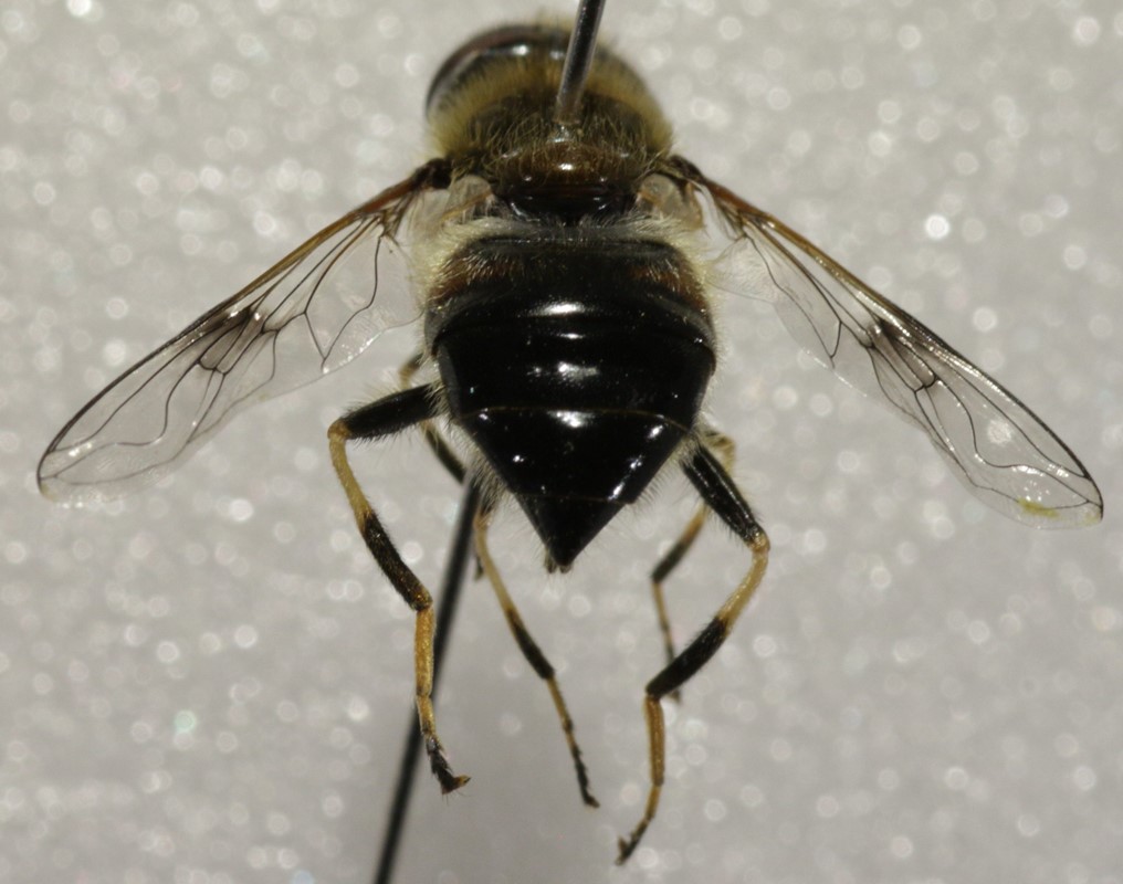 Kilde-Dyndflue (Eristalis rupium)