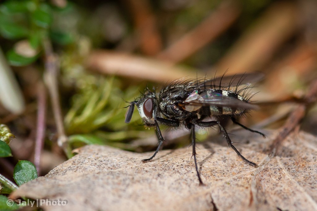 Cyzenis jucunda (Cyzenis jucunda)
