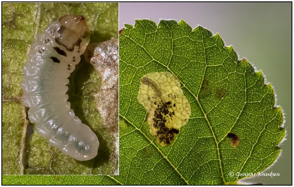 Stumpbenet Birkeminérbladhveps (Profenusa thomsoni)