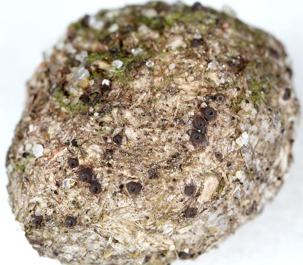 Hypocopra ornithophila (Hypocopra ornithophila)