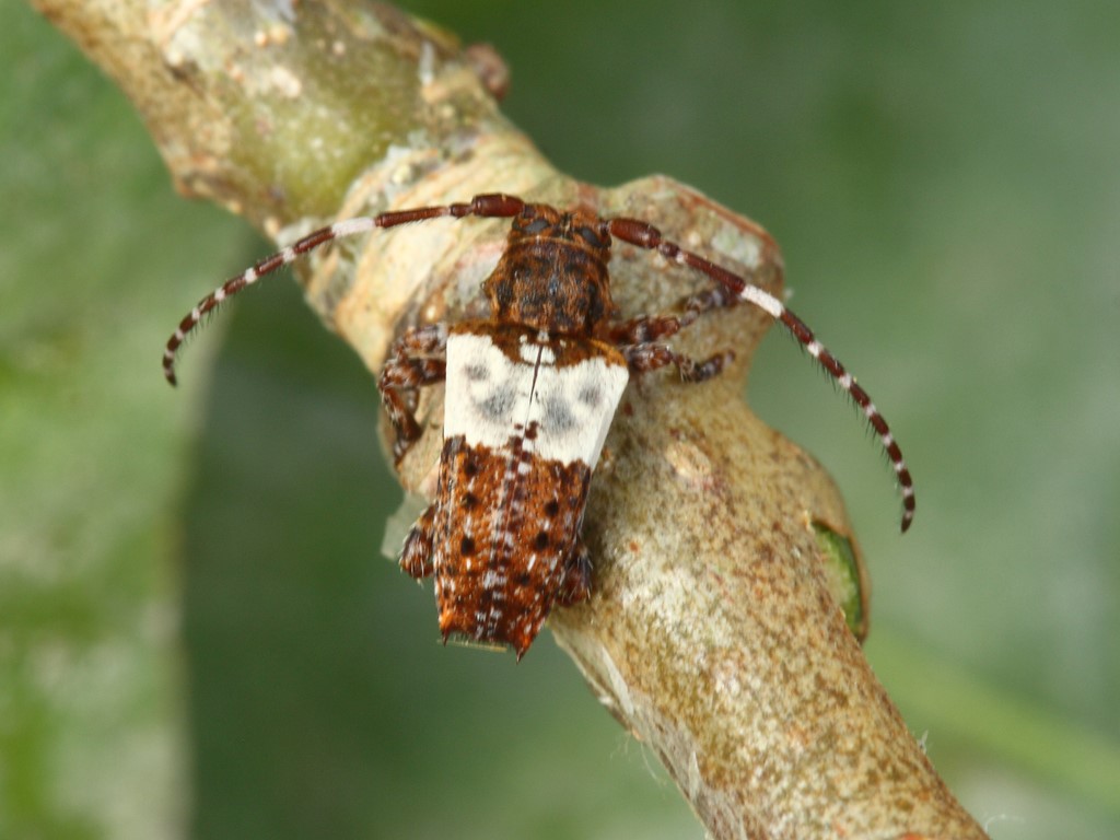 Hvidbåndet Gråbuk (Pogonocherus hispidulus)