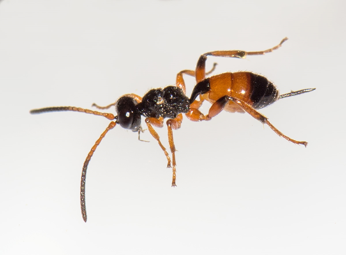 Theroscopus pedestris (Theroscopus pedestris)