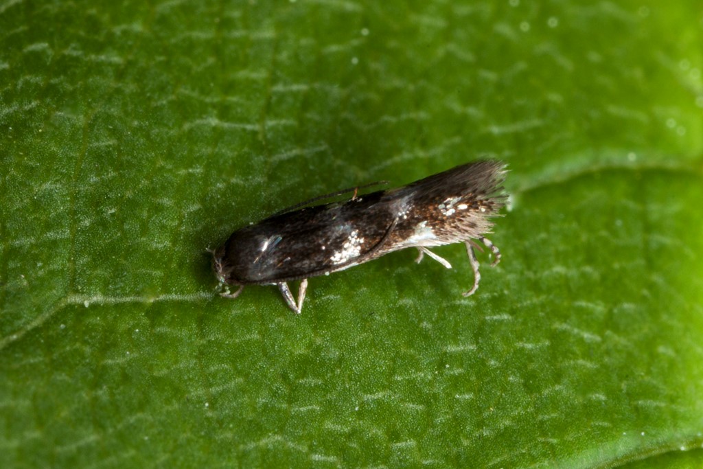 Elachista nobilella (Elachista nobilella)