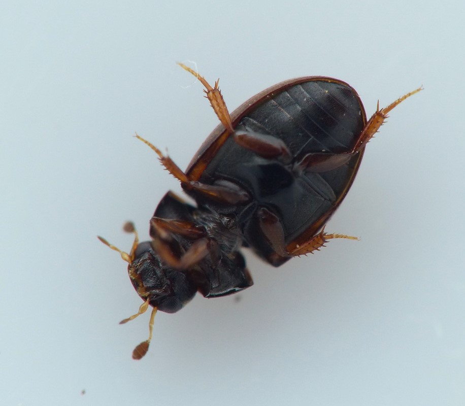 Cercyon terminatus (Cercyon terminatus)