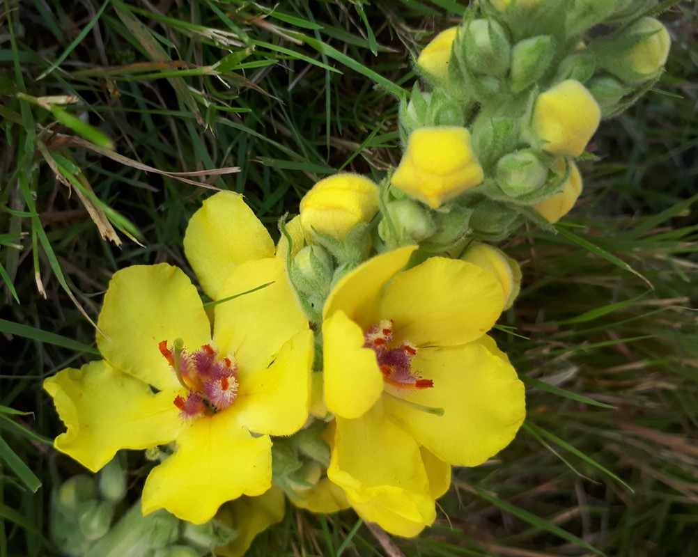 Verbascum densiflorum x nigrum (Verbascum densiflorum x nigrum)