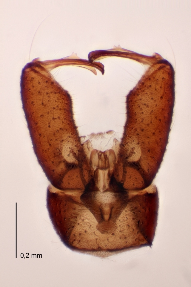 Erioptera bivittata (Erioptera bivittata)