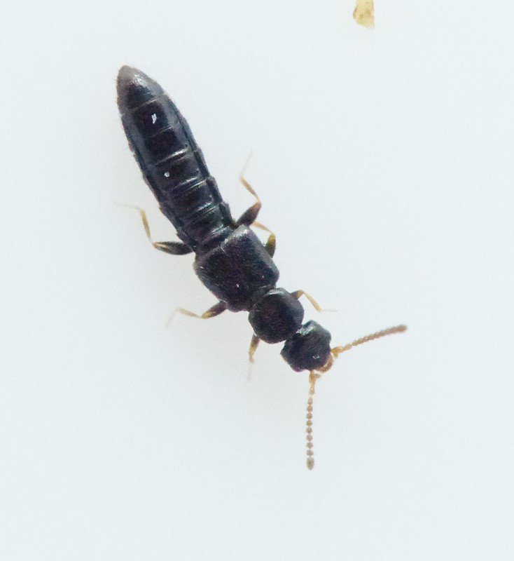Dadobia immersa (Dadobia immersa)