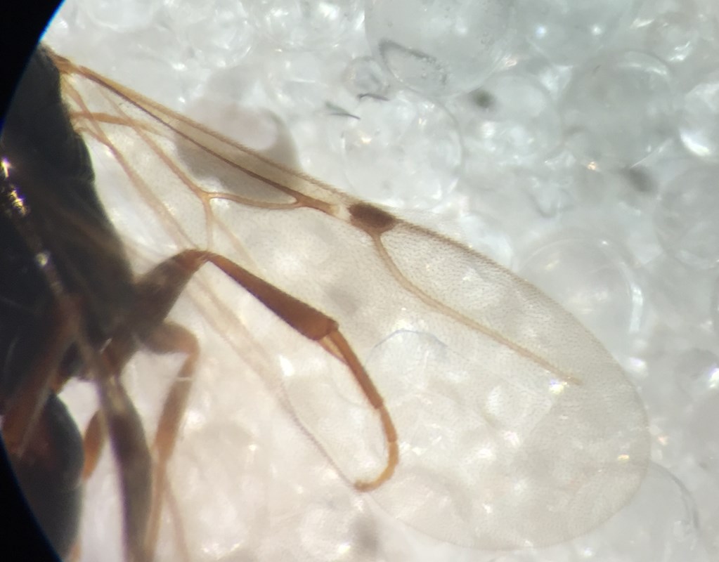 Pseudisobrachium subcyaneum (Pseudisobrachium subcyaneum)