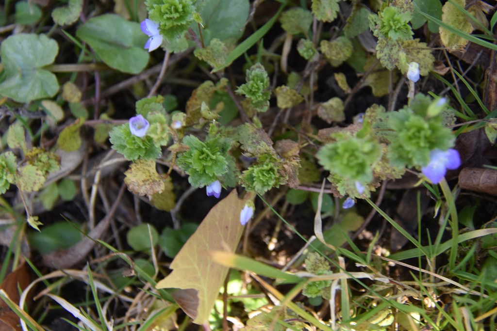 Veronica persica var. kochiana (Veronica persica var. kochiana)