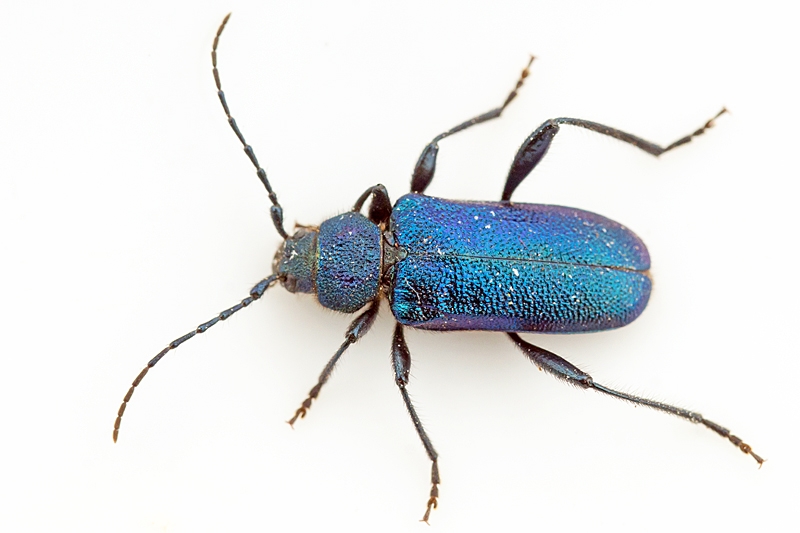 Violbuk (Callidium violaceum)
