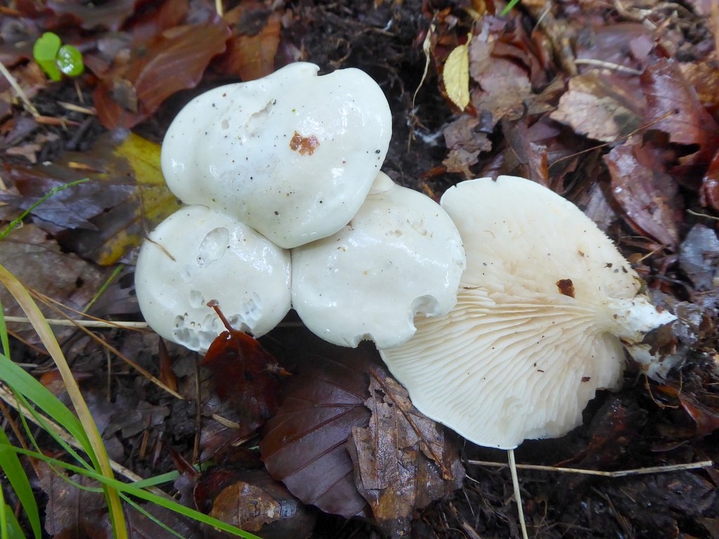 Spinkel Melhat (Clitopilus scyphoides)