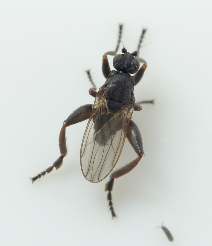 Lotophila atra (Lotophila atra)