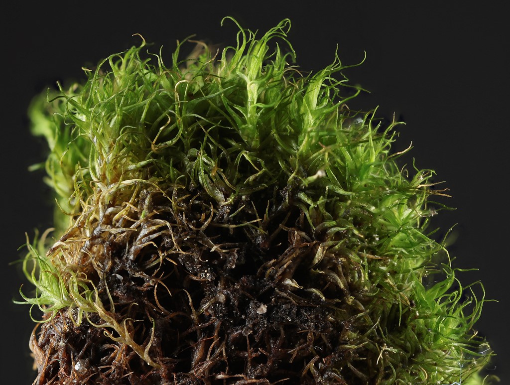 Kruset Strumamos (Kiaeria blyttii)