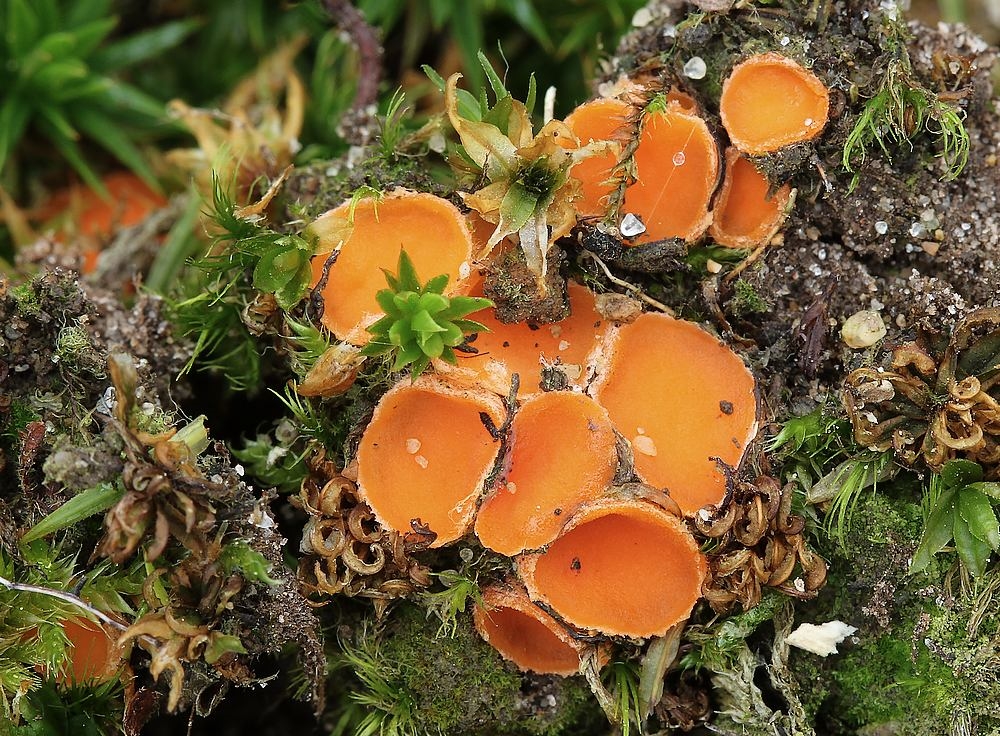 Neottiella hetieri (Neottiella hetieri)