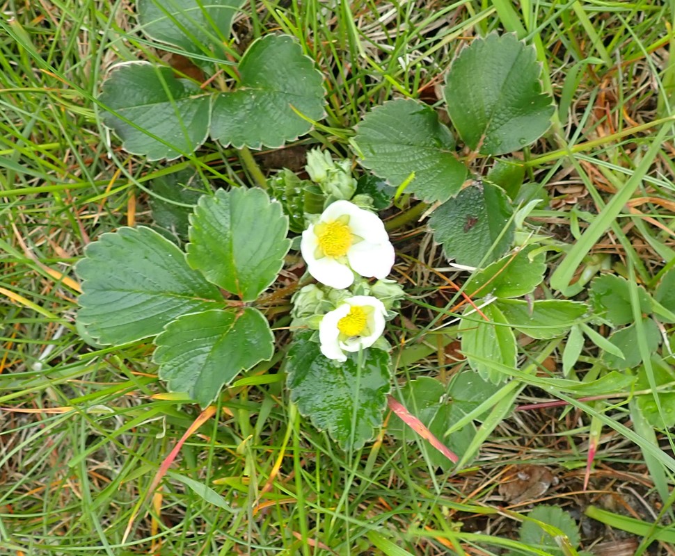 Chile-Jordbær (Fragaria chiloensis)